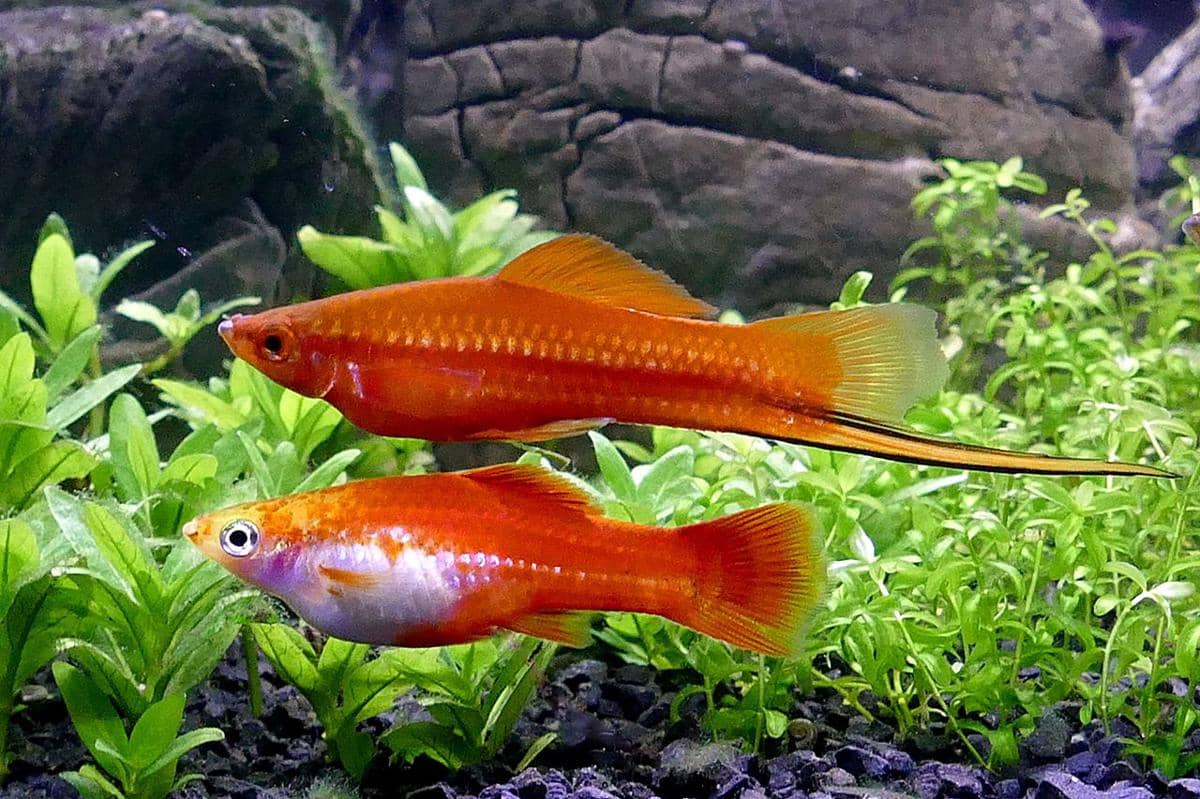 ikan pedang