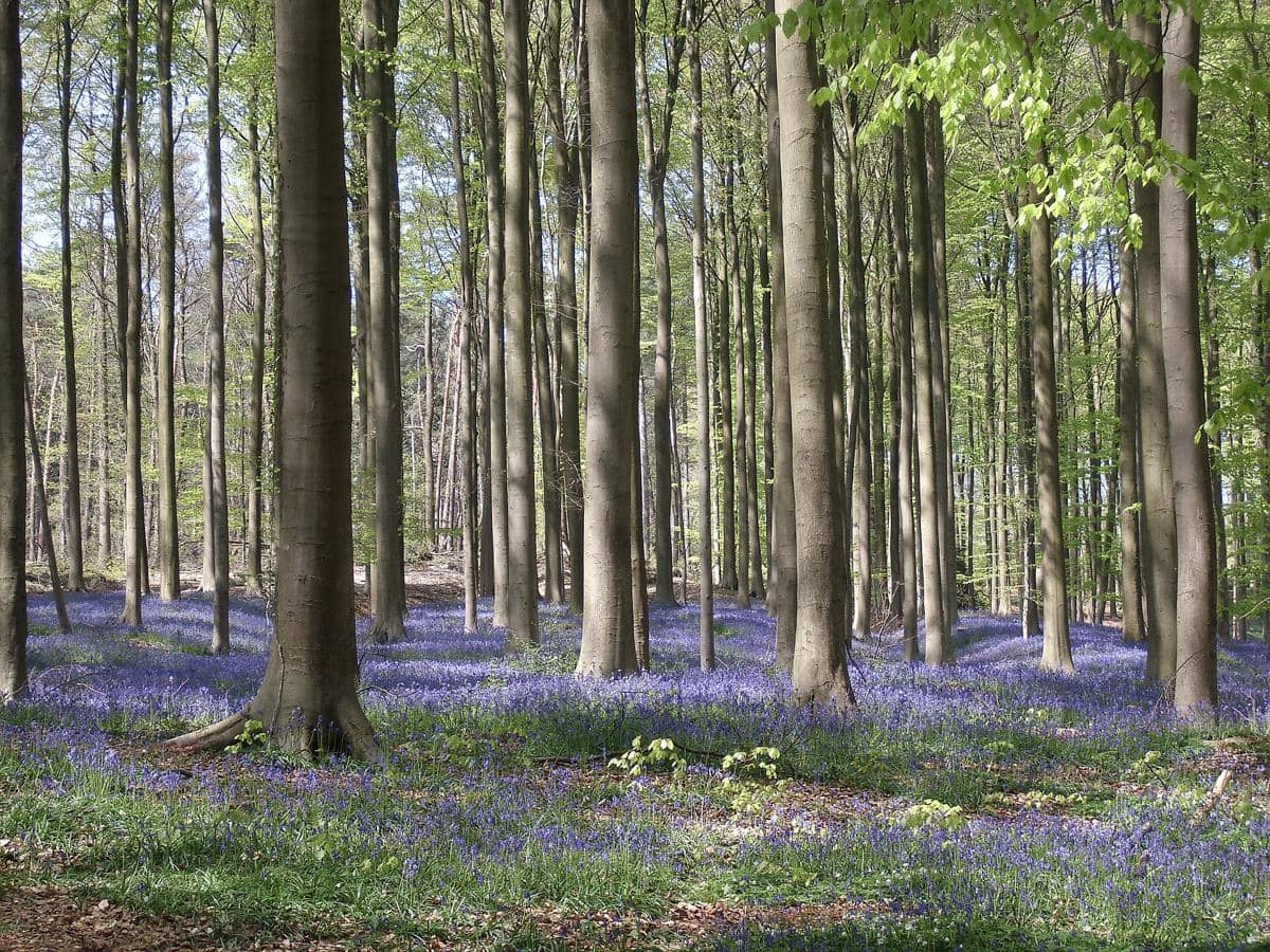 Hutan Hallerbos