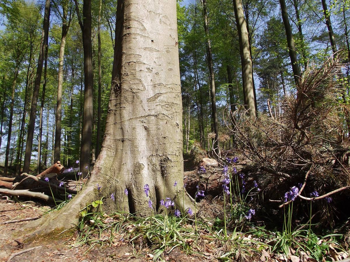 Hutan Hallerbos