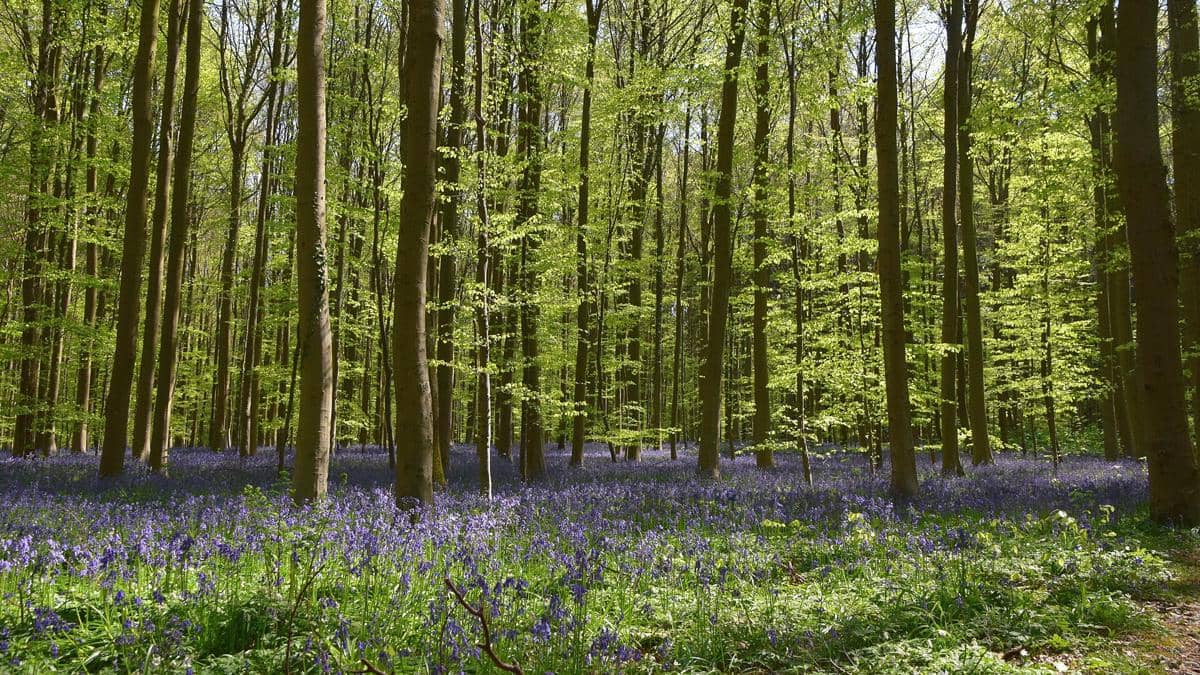 5 Fakta Hutan Hallerbos, Hamparan Bunga Biru dari Zaman Romawi