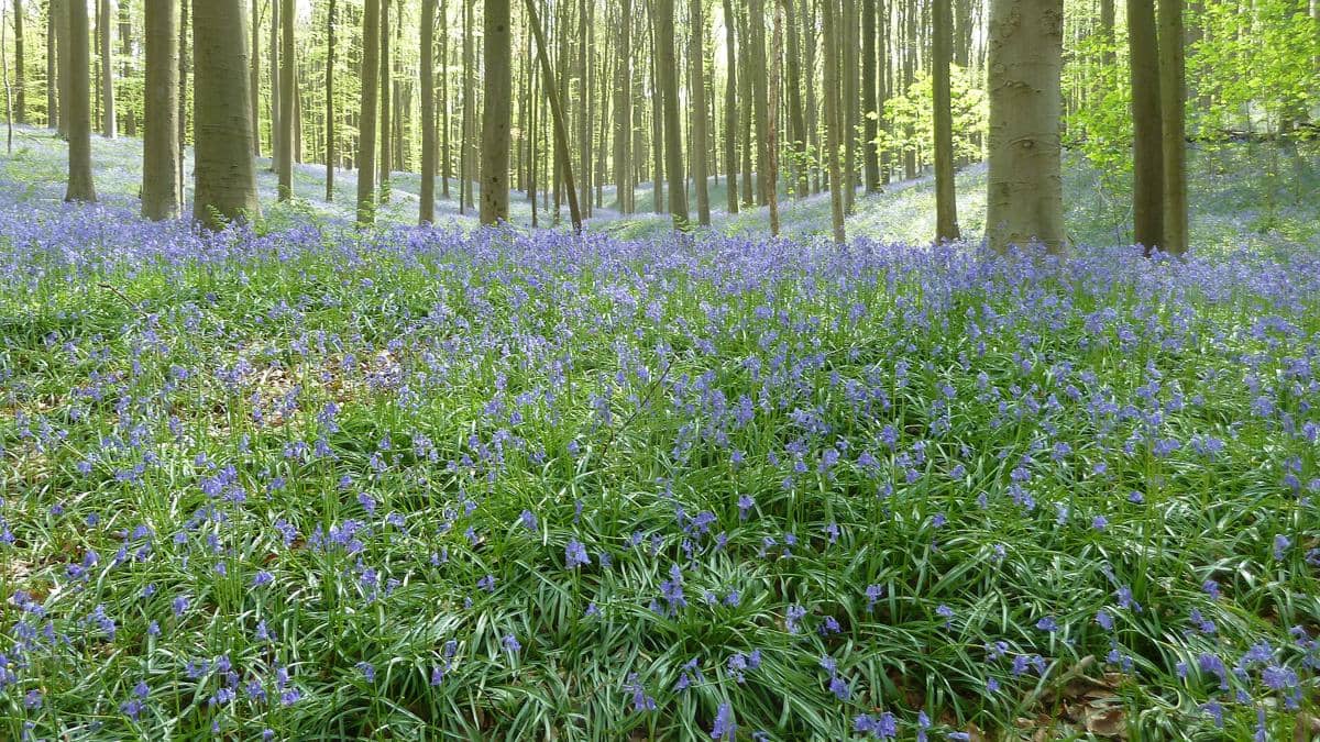 Hutan Hallerbos