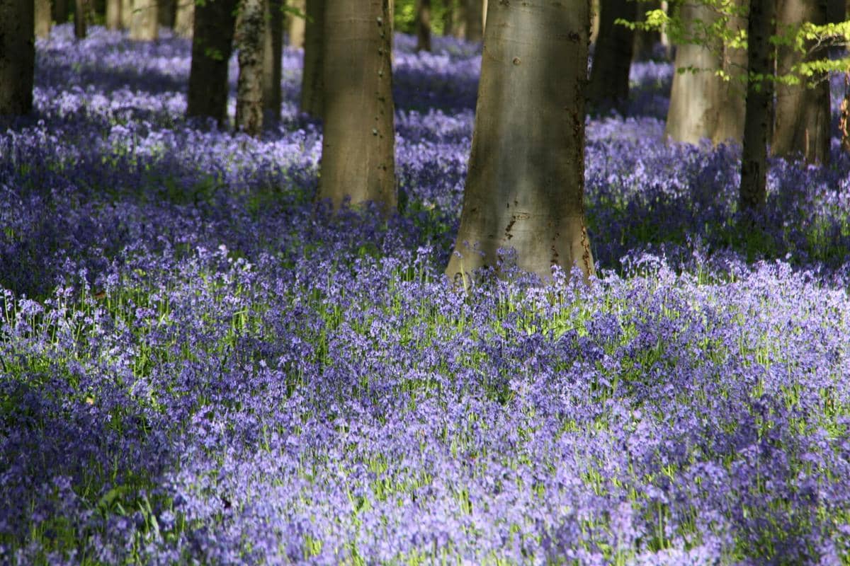 Hutan Hallerbos