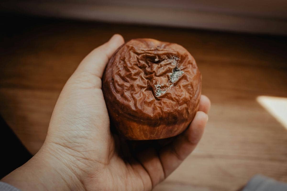 5 Makanan yang Mudah Berjamur, Jangan Simpan Terlalu Lama