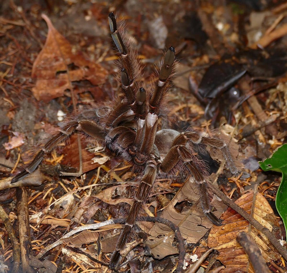 Goliath birdeater sedang berdiri dengan kaki belakangnya sambil memperlihatkan taring besarnya