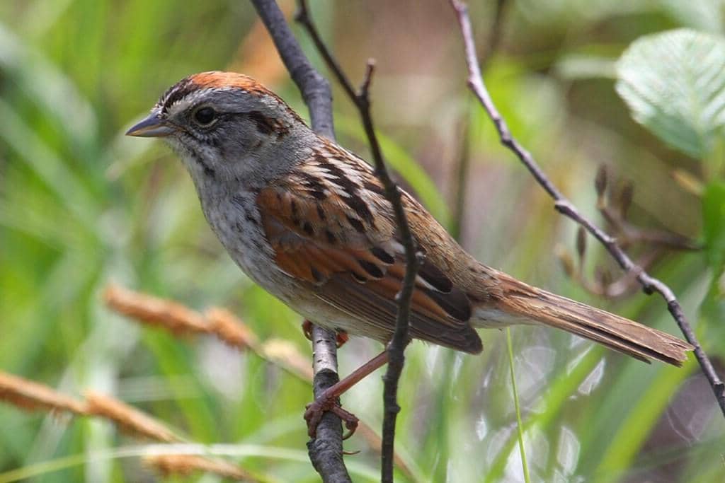 Swamp Sparrow