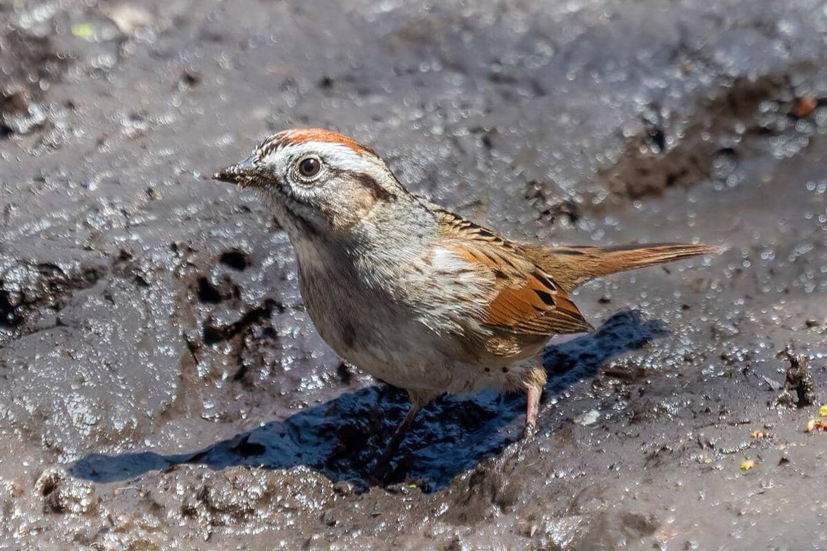 5 Fakta Swamp Sparrow, Ahli Bertahan Hidup di Habitat Super Lembab