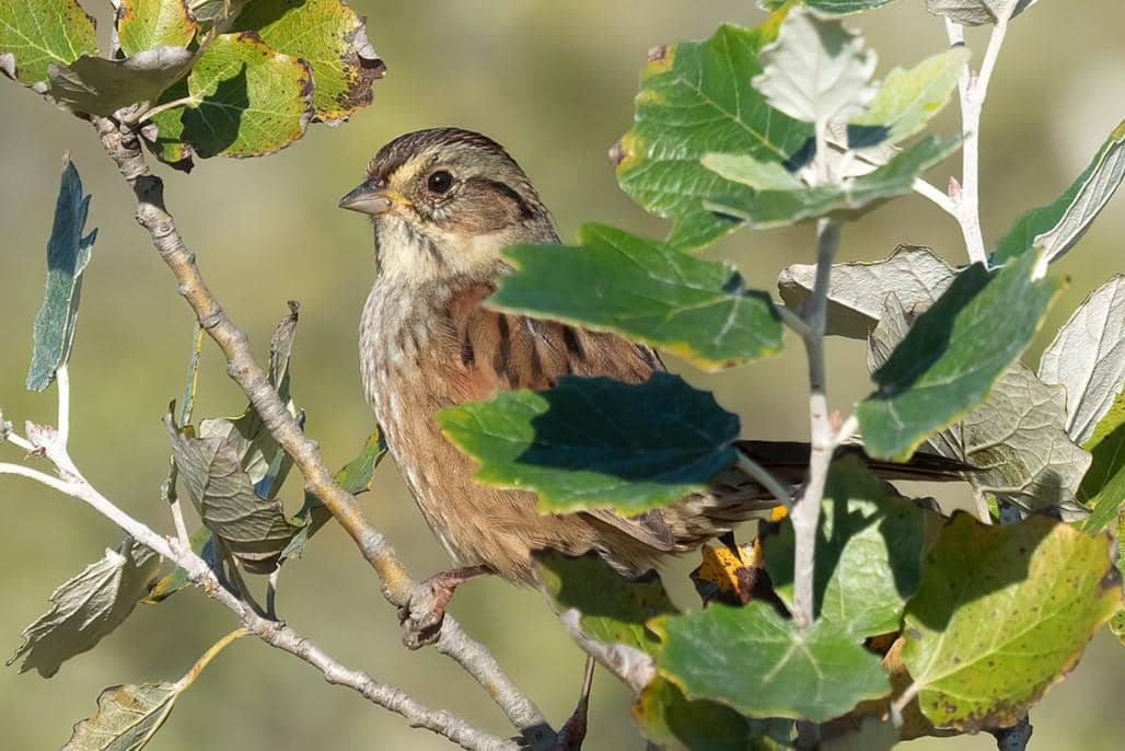 Swamp Sparrow