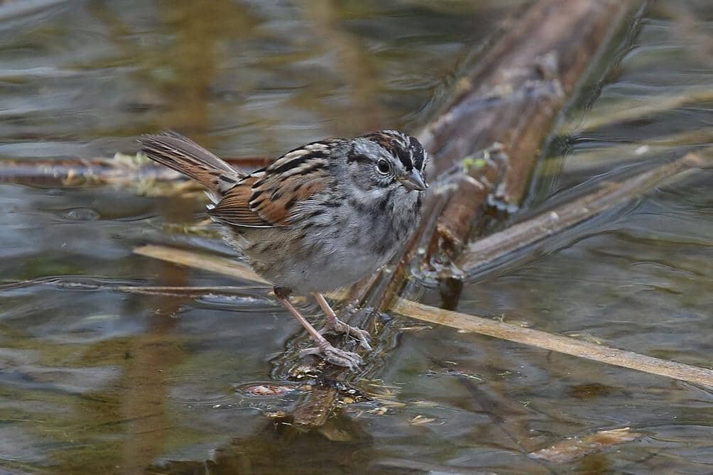 Swamp Sparrow