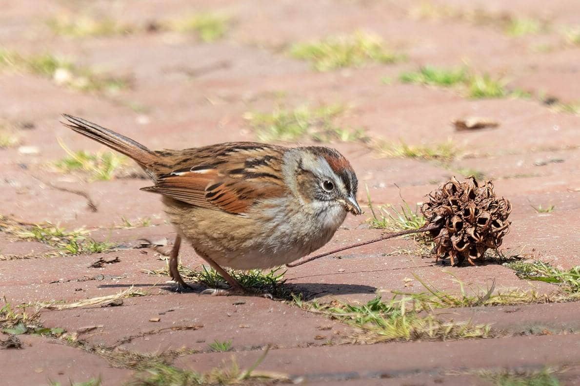 Swamp Sparrow