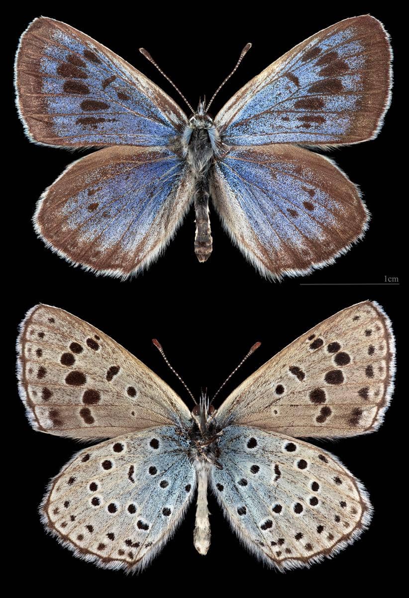 Kupu-kupu large blue