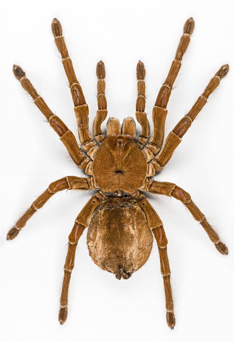 Goliath birdeater