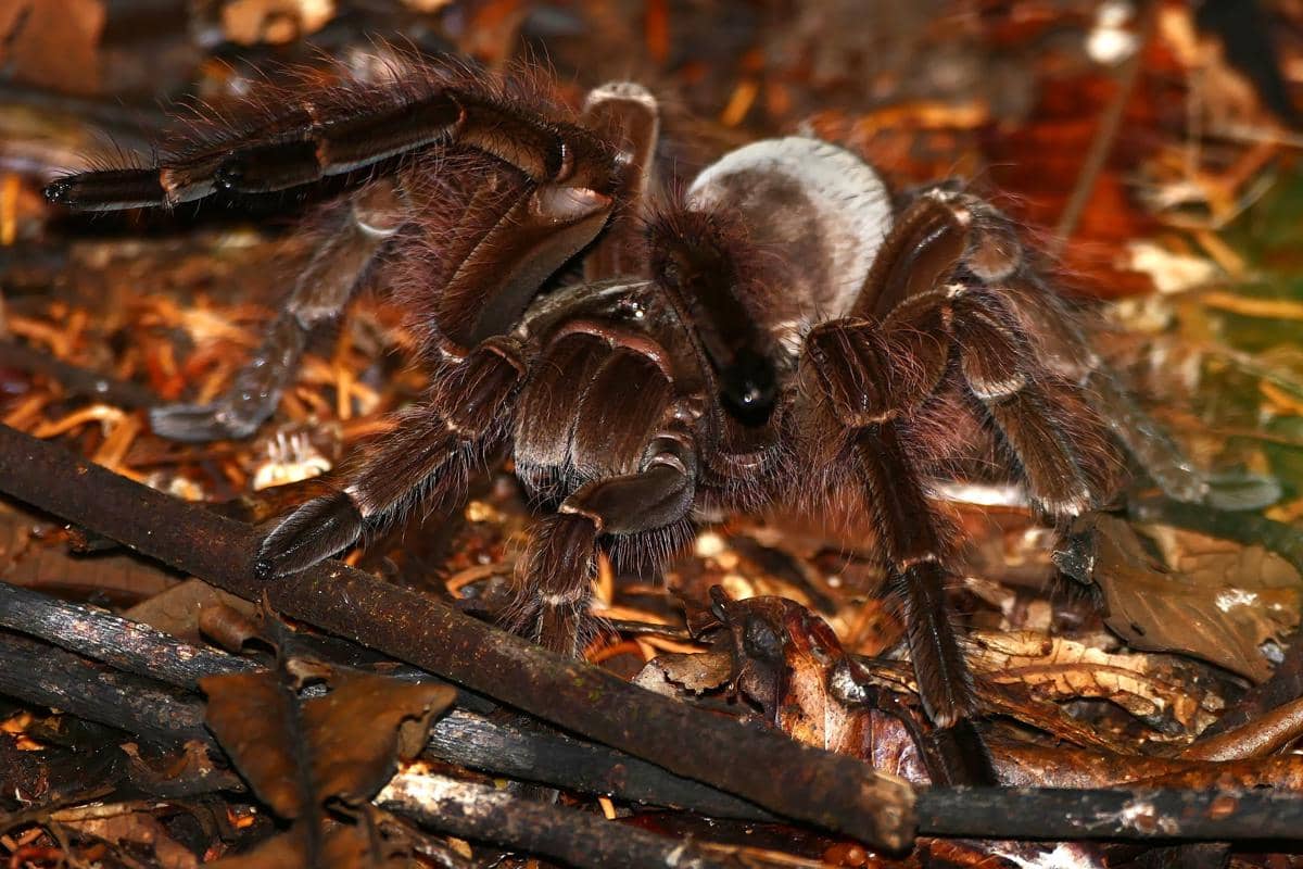 Goliath birdeater
