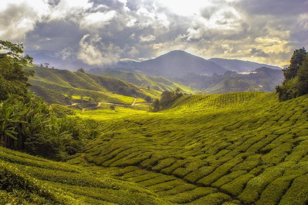 ilustrasi perkebunan teh