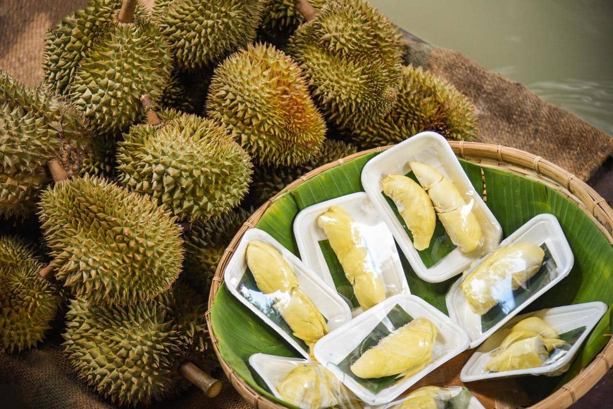 ilustrasi durian