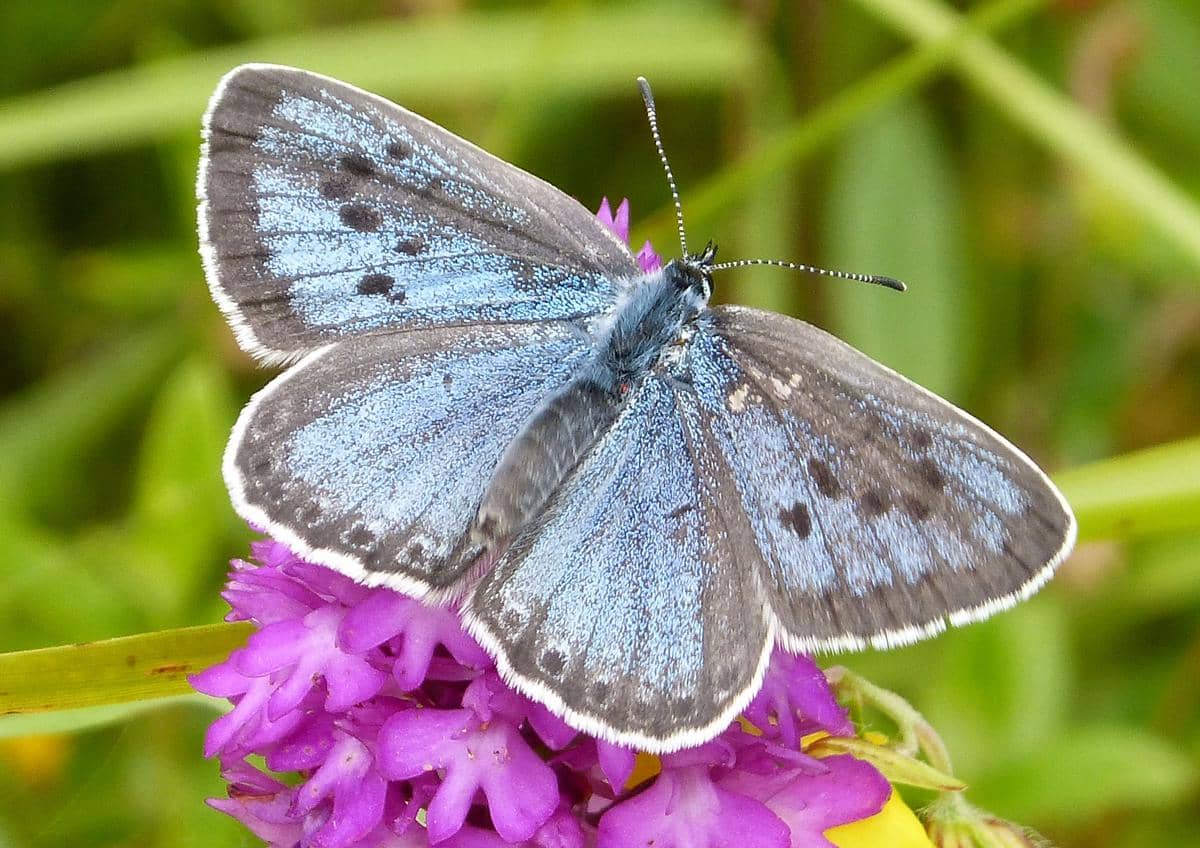 Kupu-kupu large blue