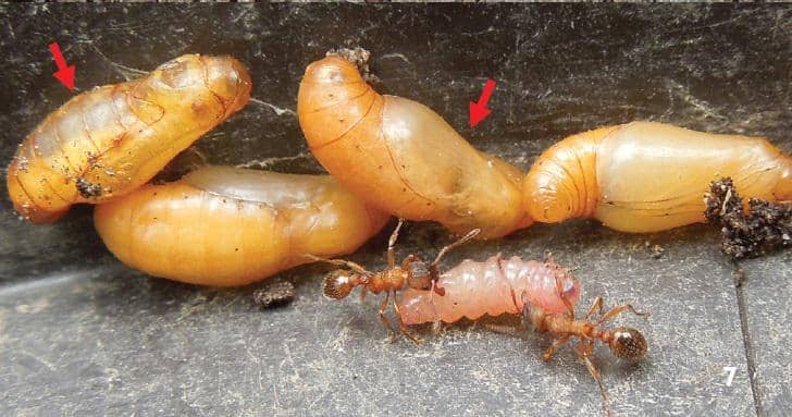 Ulat large blue sedang dibawa oleh para semut Myrmica