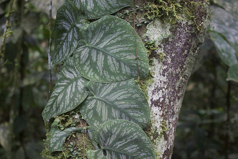 5 Fakta Monstera Dubia, Tanaman yang Menempel di Pohon Seperti Kamuflase