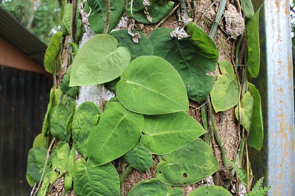 tanaman monstera dubia