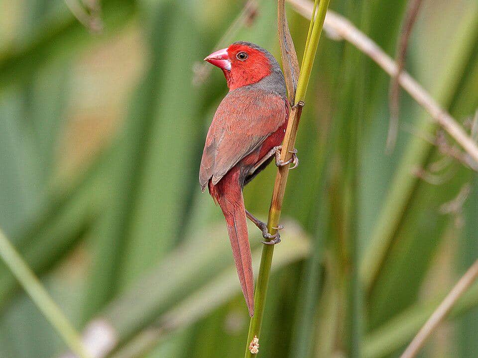 5 Fakta Menarik Crimson Finch, Burung Pipit Matari yang Agresif