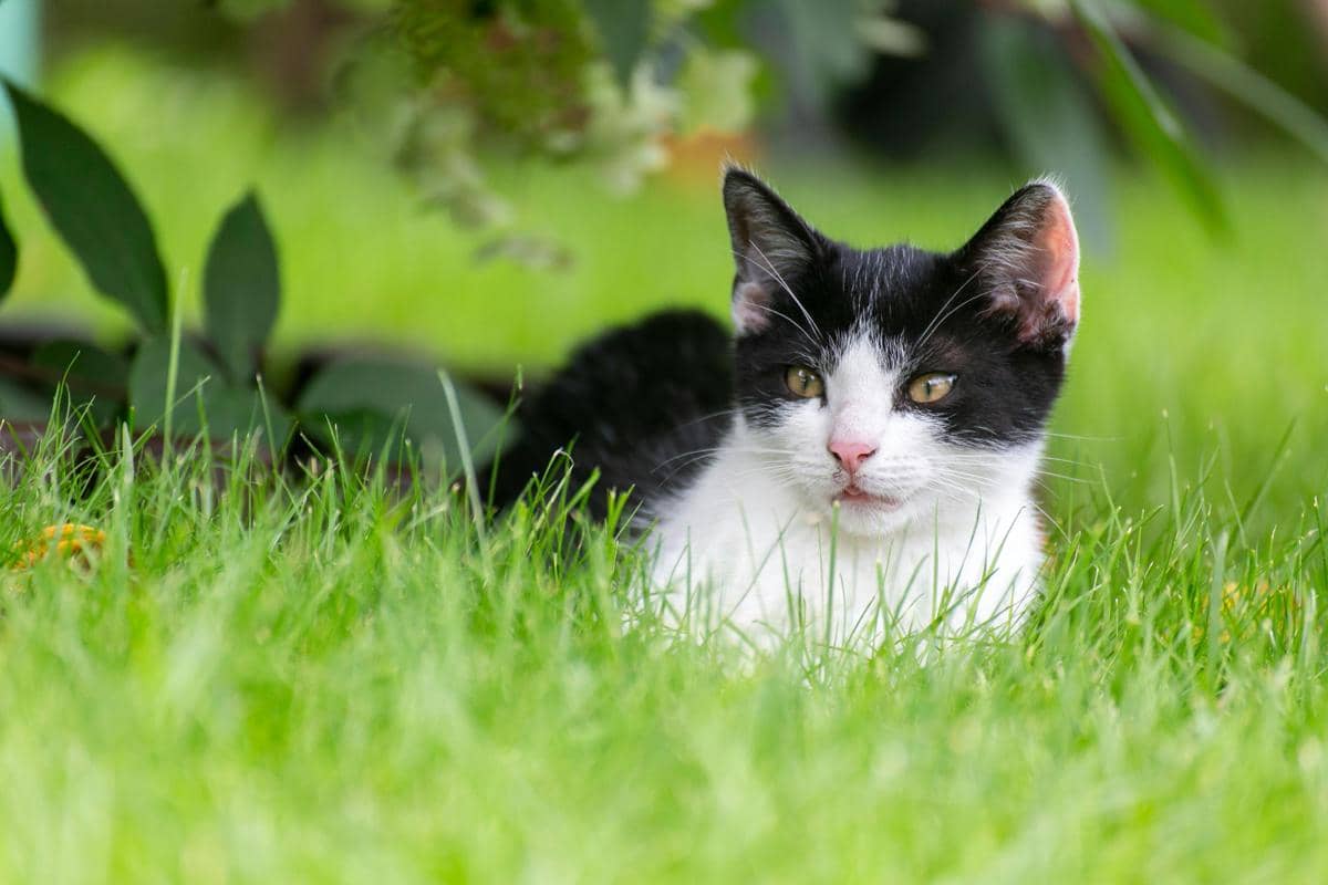 Kenapa Kucing Kadang Makan Rumput?