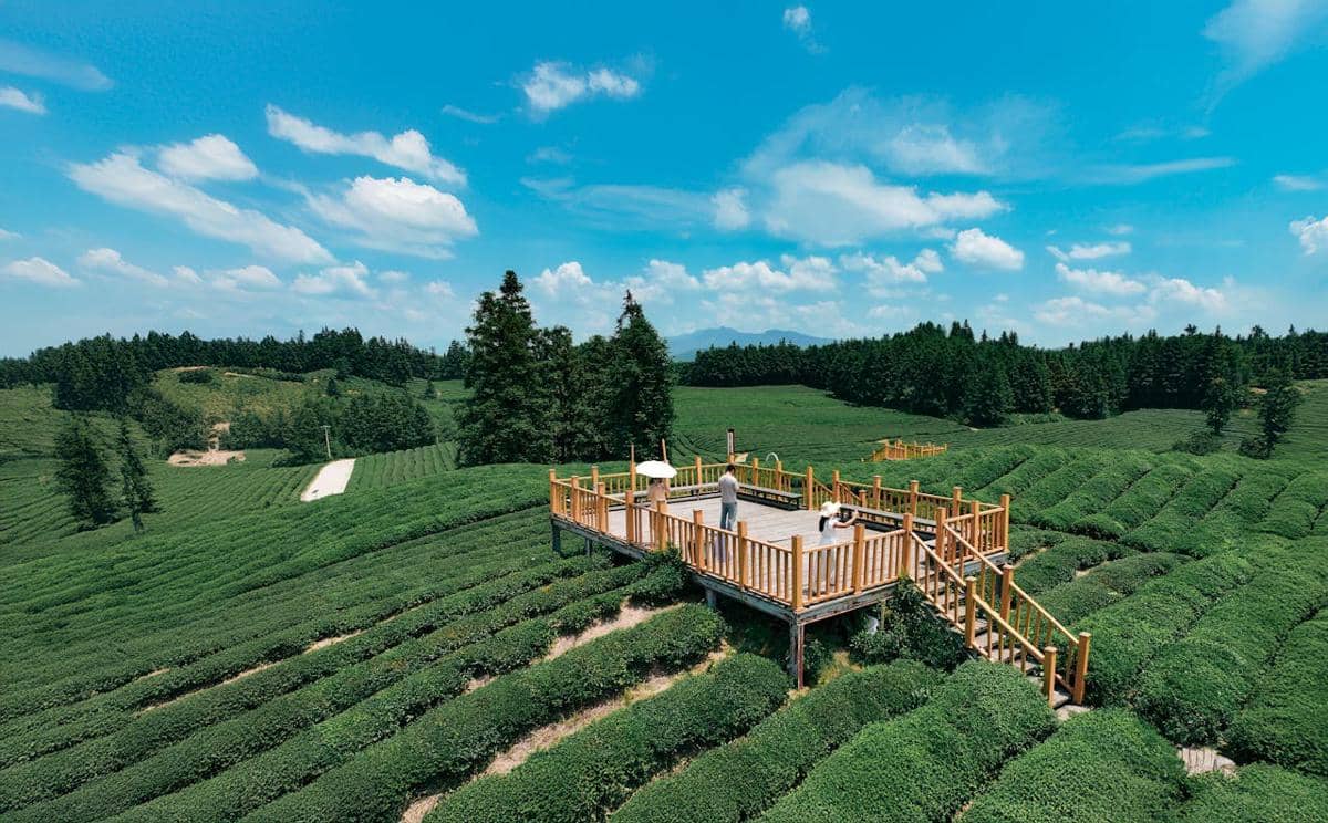 ilustrasi kebun teh