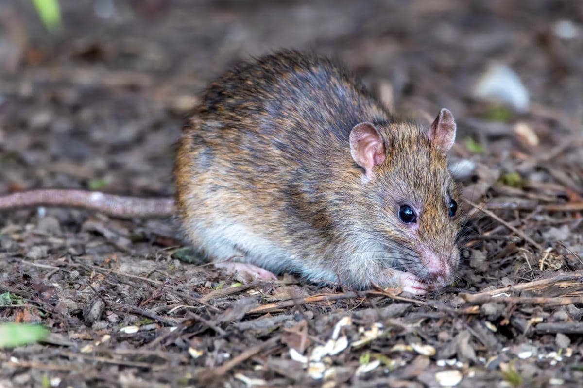 Seekor tikus Rattus tanezumi berbulu cokelat keabu-abuan sedang berada di atas tanah berdaun kering di lingkungan alami.