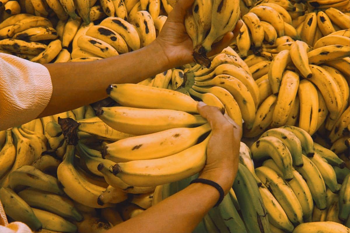 Buah pisang
