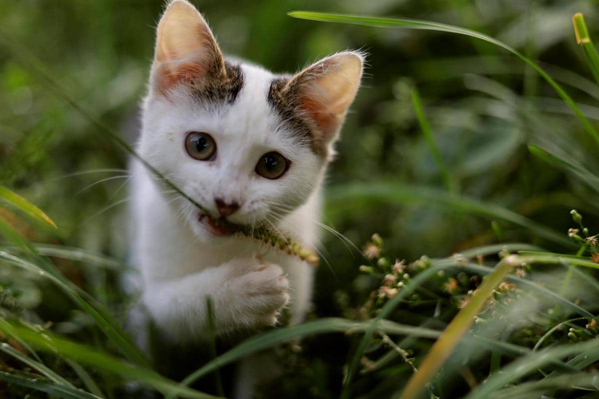 Kucing makan rumput