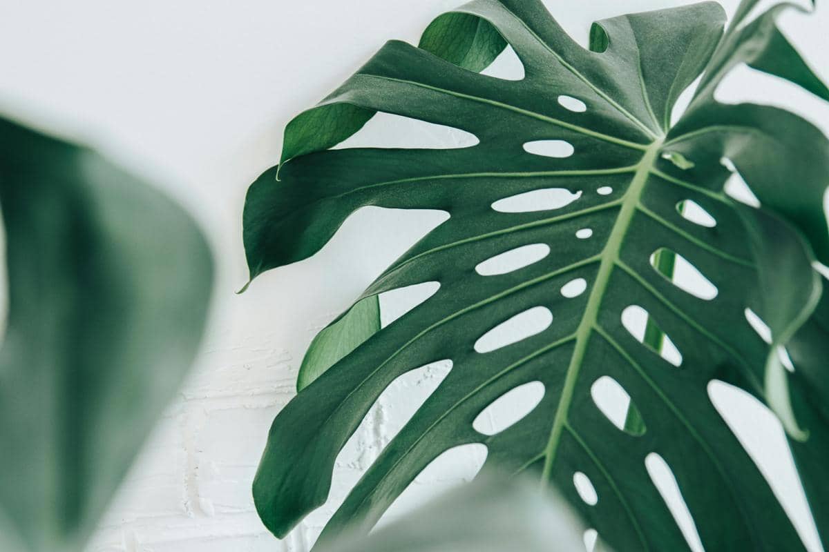 Daun hijau tanaman monstera dengan pola berlubang khas tampak dekat di depan dinding berwarna putih.