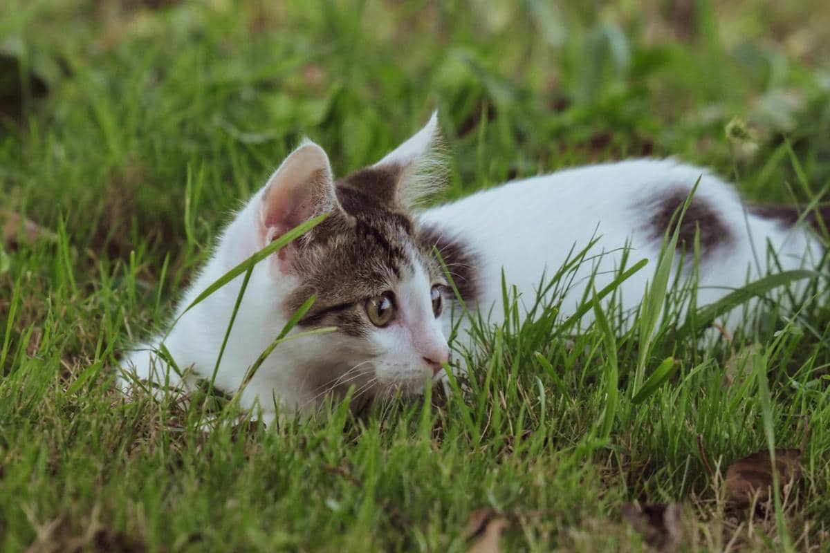 Kucing makan rumput