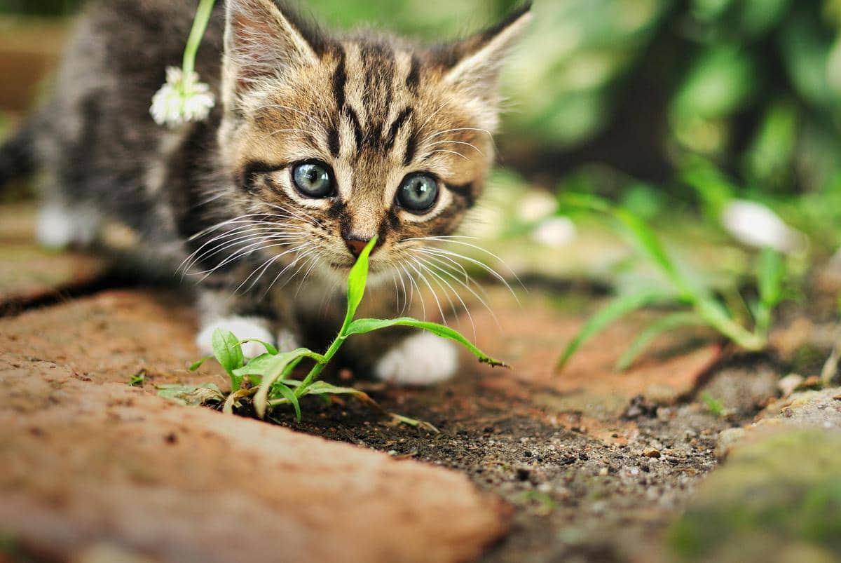 Kucing makan rumput