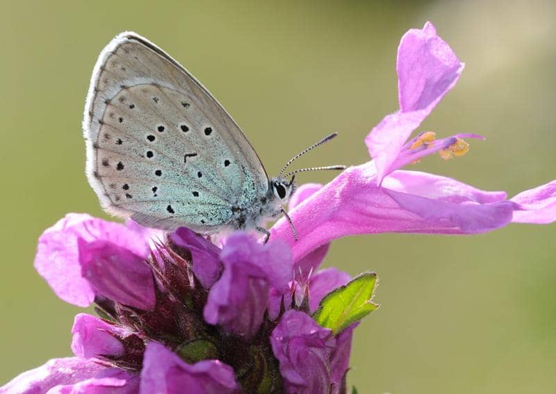 Kupu-kupu large blue