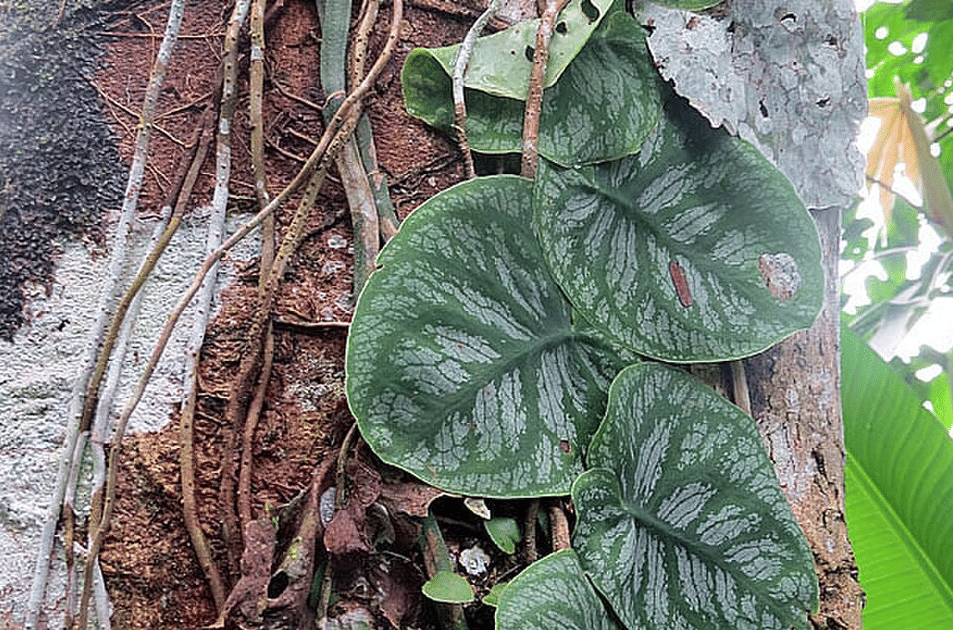 tanaman monstera dubia
