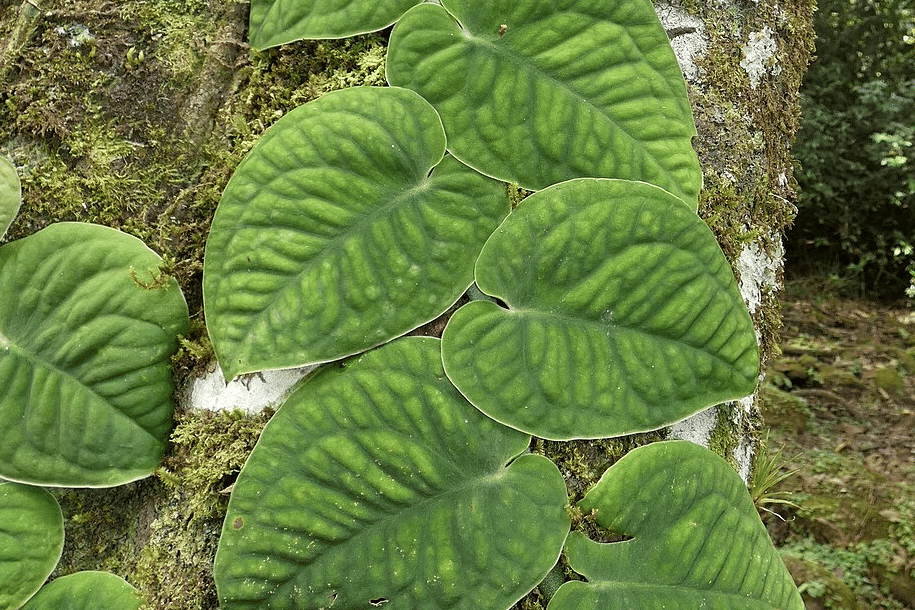 tanaman monstera dubia
