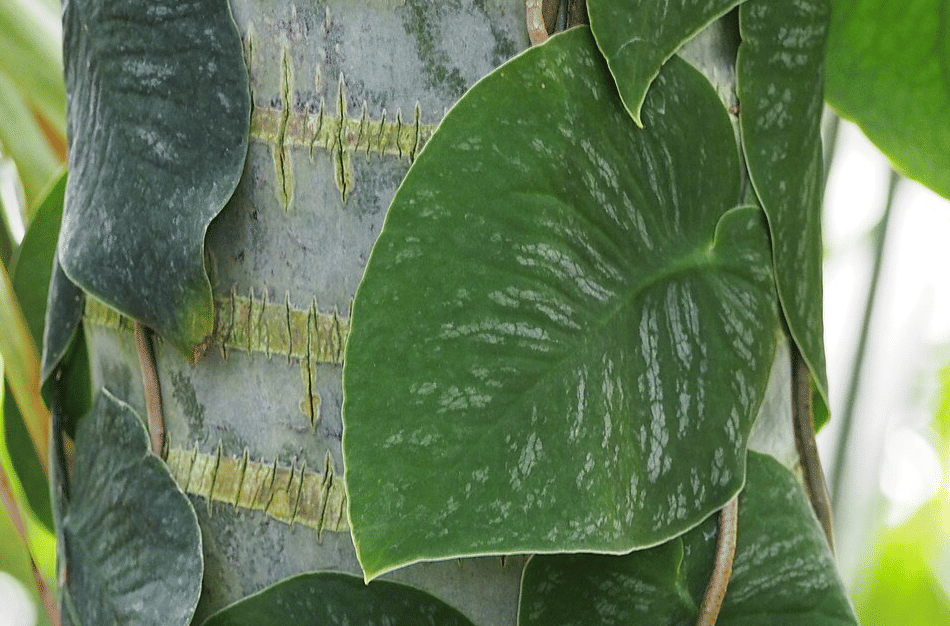 tanaman monstera dubia