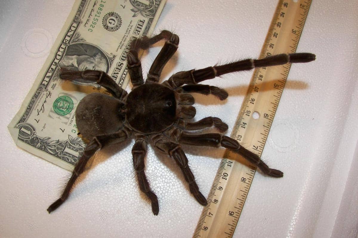 5 Fakta Goliath Birdeater, Tarantula Monster yang Punya Bulu Beracun!