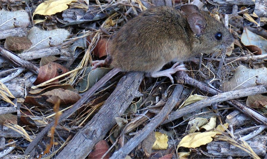 Seekor tikus padi kerdil berekor panjang berwarna cokelat sedang berada di antara ranting dan daun kering di tanah hutan.