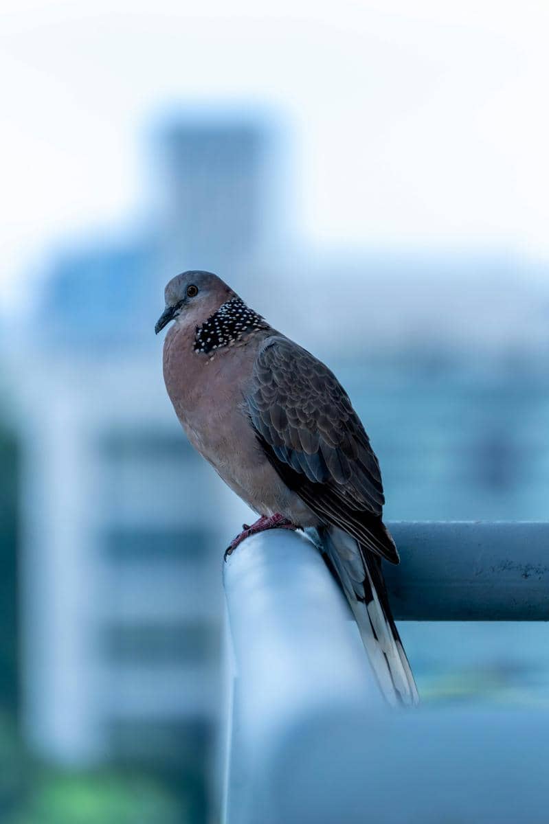 Burung tekukur berwarna cokelat dengan bintik hitam di leher bertengger di pagar logam dengan latar belakang gedung samar.