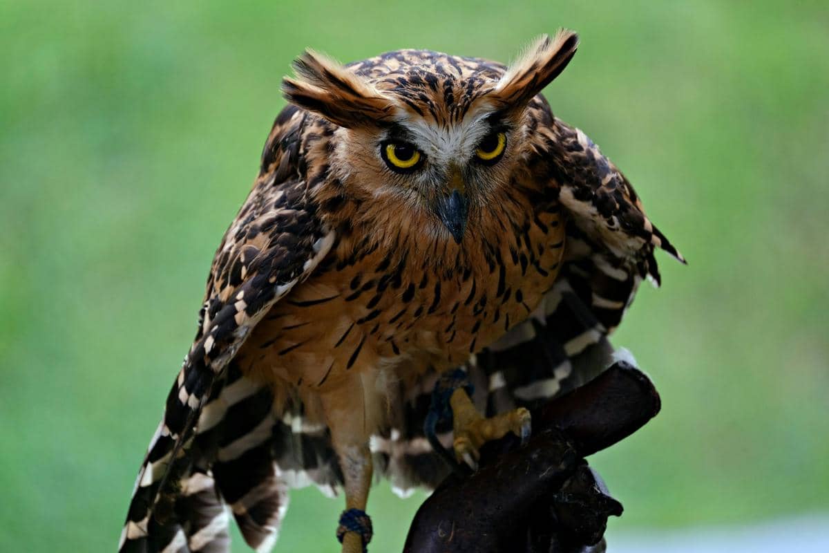 Burung hantu berwarna cokelat dengan mata kuning tajam berdiri di atas dahan dengan latar belakang hijau lembut.