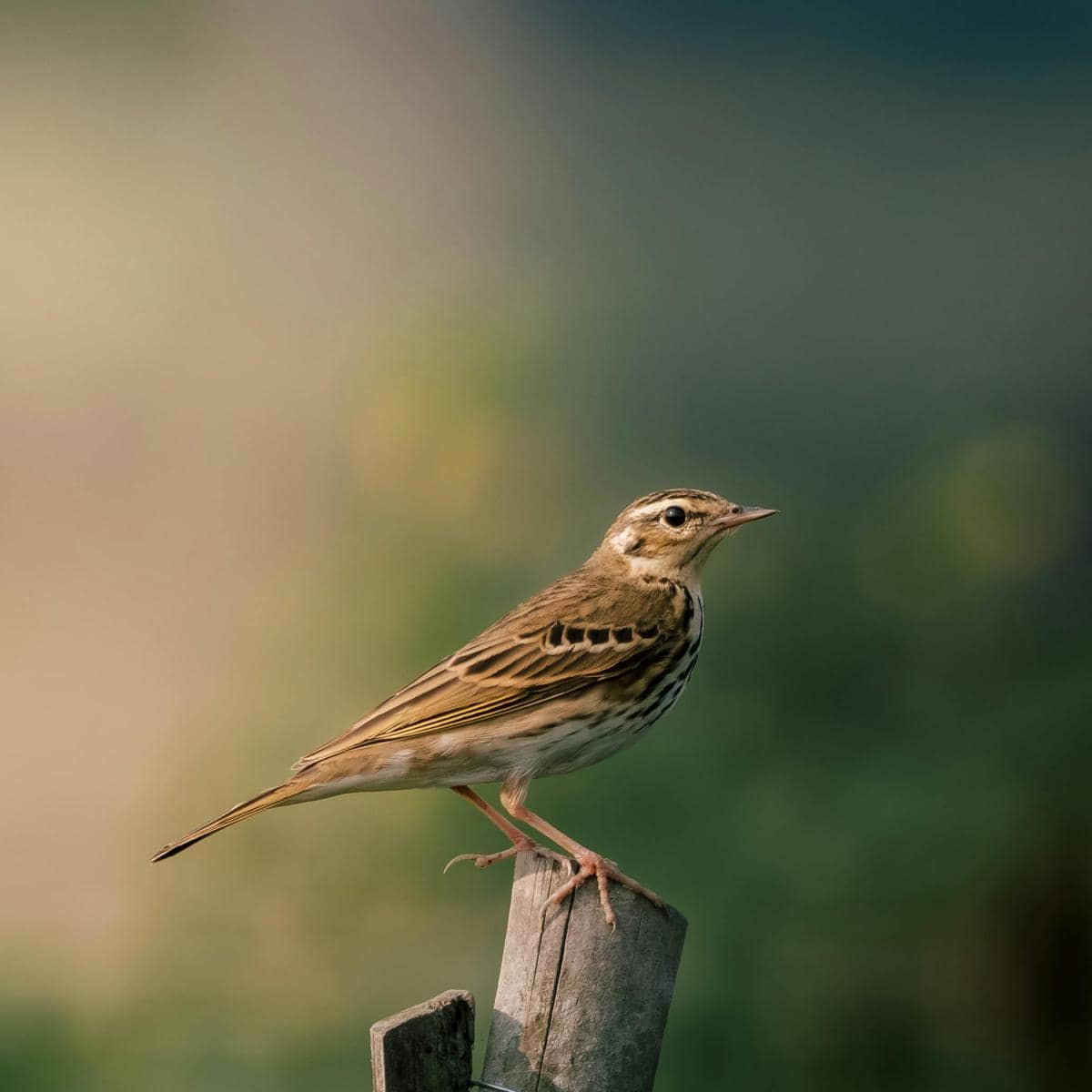 Burung pipit berwarna cokelat dengan corak garis di dada bertengger di atas batang kayu dengan latar belakang buram alami.