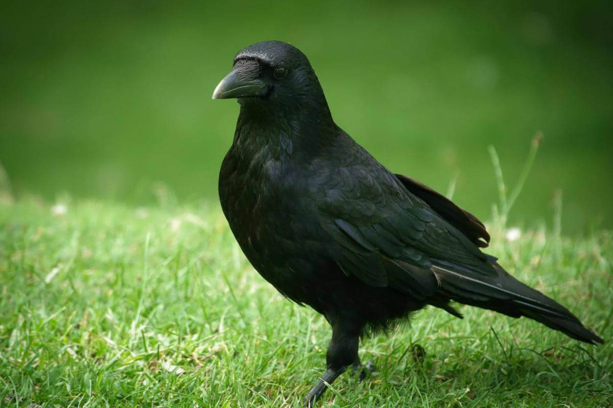Burung gagak hitam berdiri di atas rumput hijau dengan latar belakang kabur yang lembut dan pencahayaan alami.