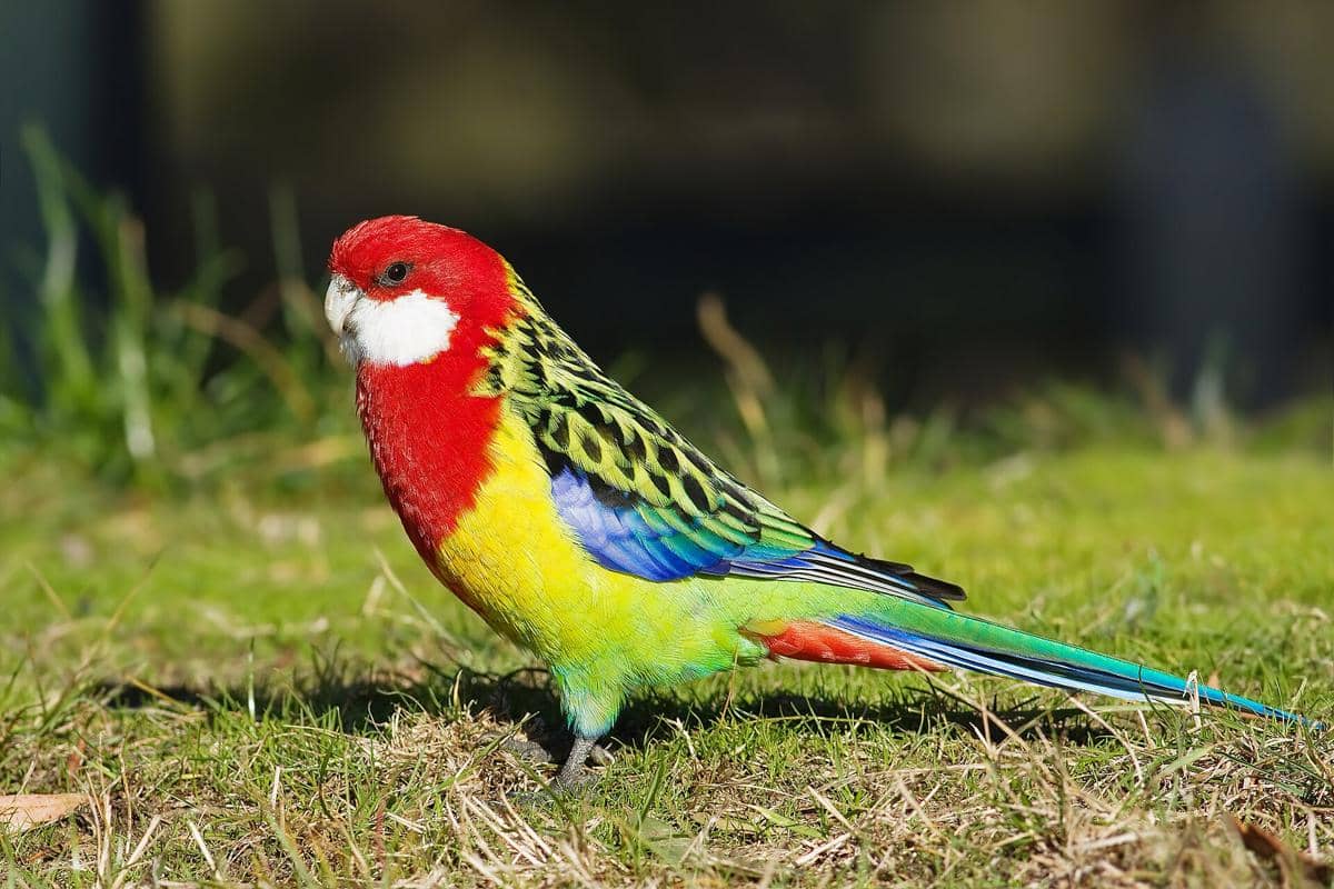 Parkit Rosella