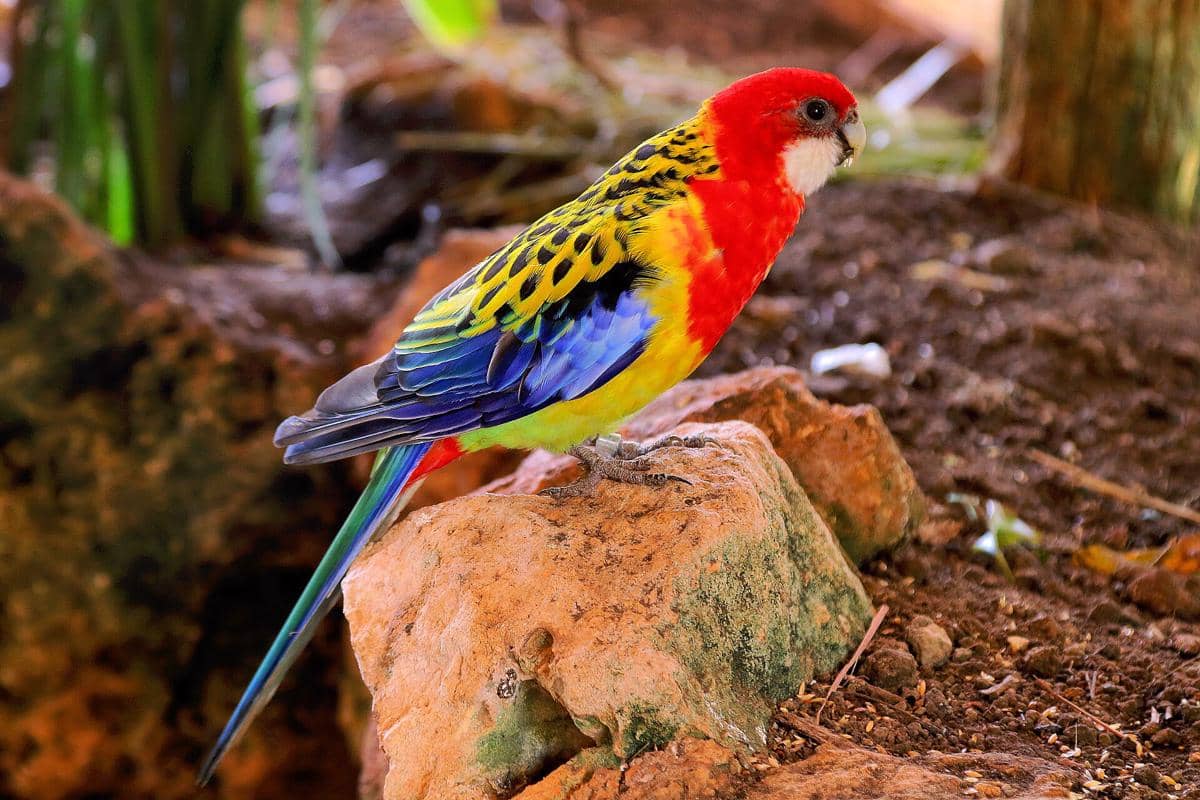 Parkit Rosella