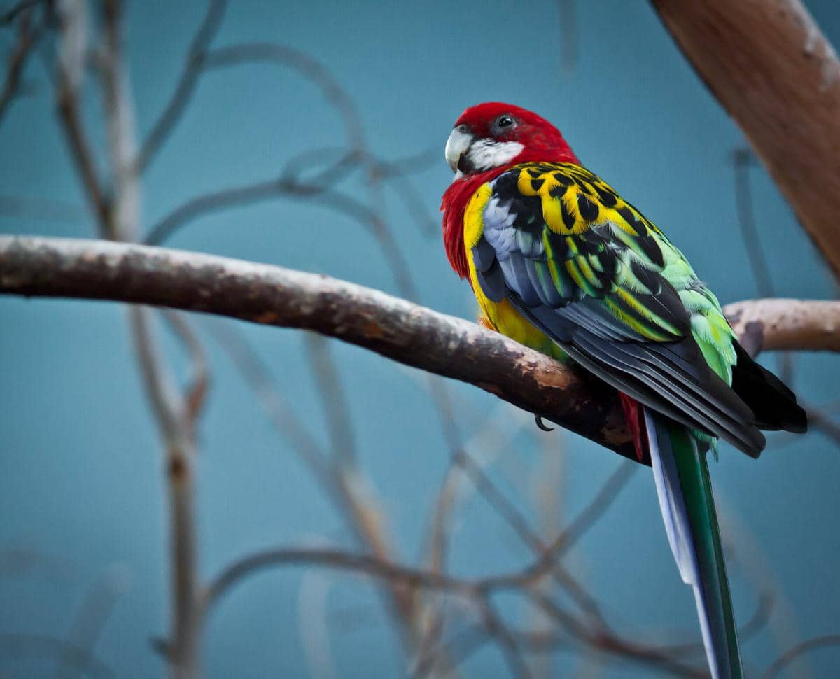5 Fakta Parkit Rosella, si Paruh Bengkok dengan Pipi Putih yang Khas