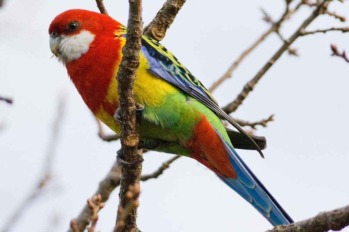 Parkit Rosella