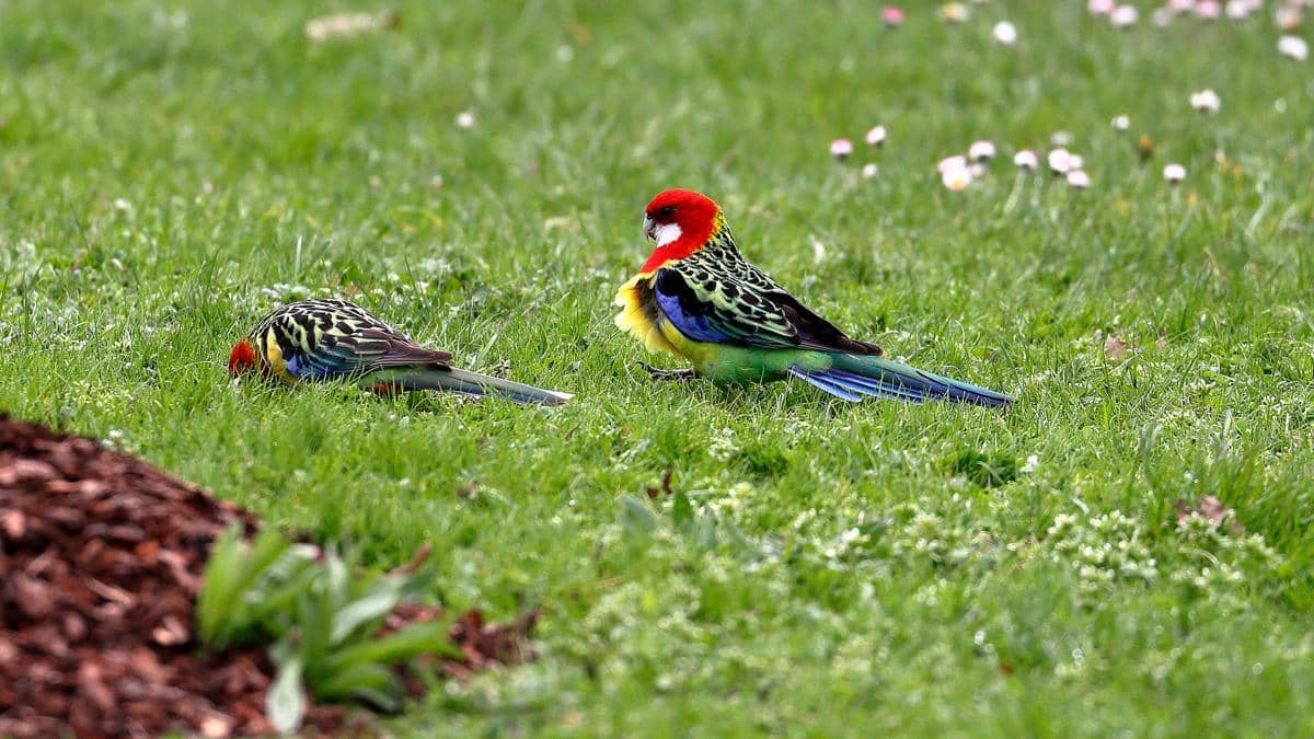 Parkit Rosella