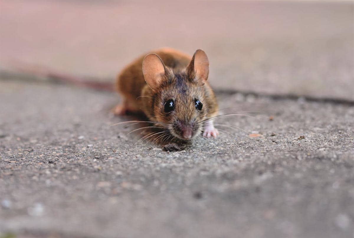 9 Bahan Alami yang Ampuh Usir Tikus di Rumah, Auto Kabur!