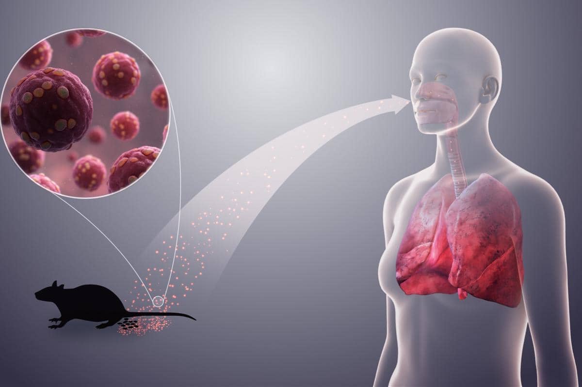 Apakah Hantavirus Mematikan? Ini Penjelasannya