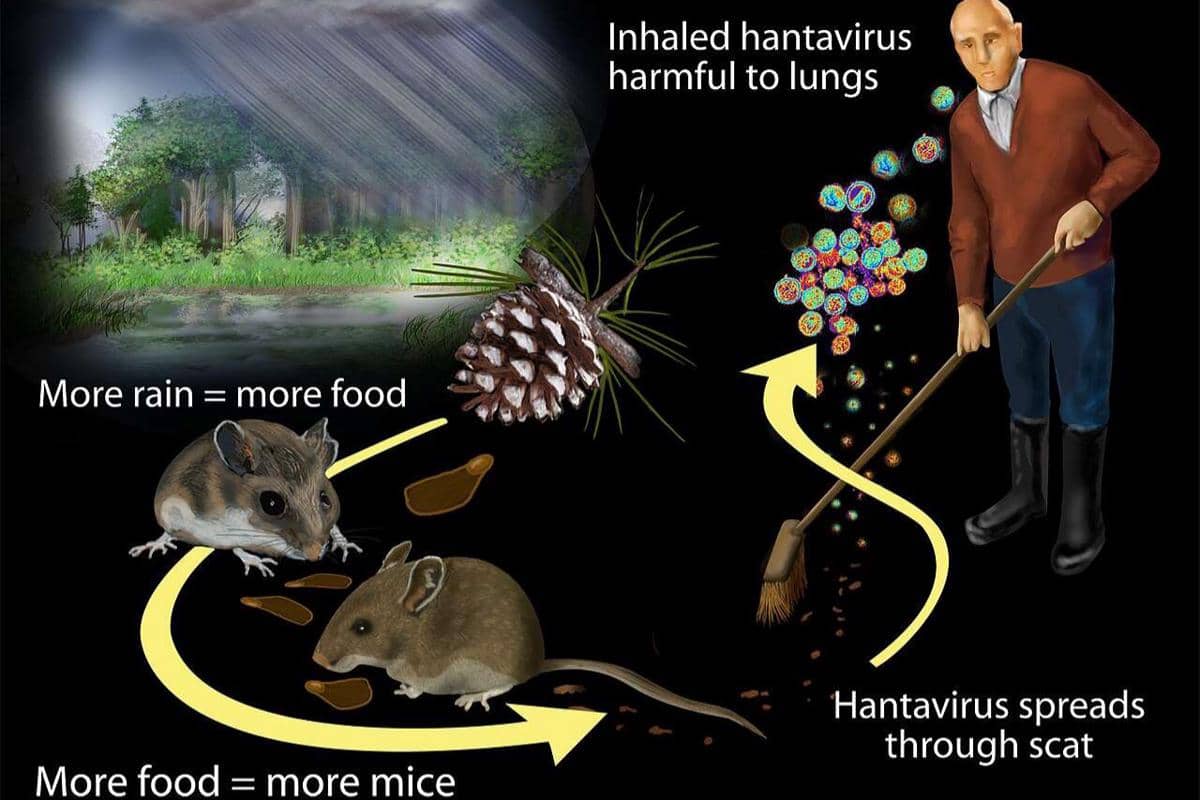 ilustrasi penyebaran hantavirus 