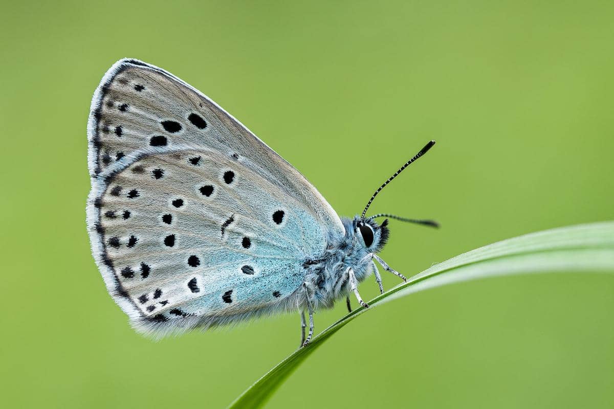5 Fakta Kupu-Kupu Large Blue, si Penyusup Ulung di Sarang Semut!